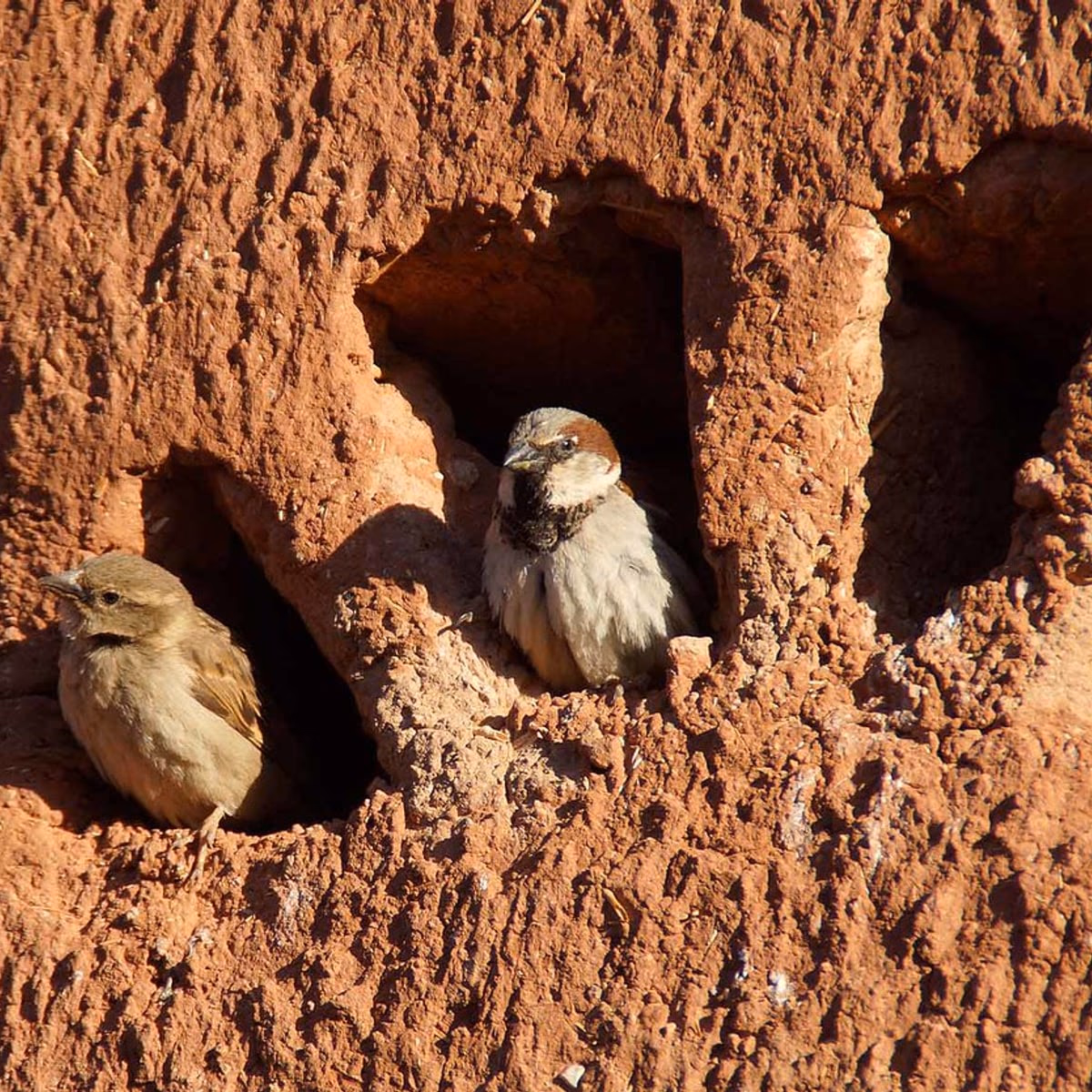 Grand Sud Marocain — vue 1